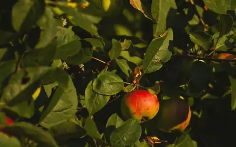 Apfel: alma