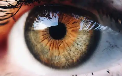 Auge: göz