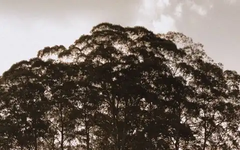 Baum: ağac