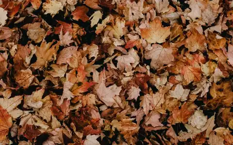Blatt: yarpaq