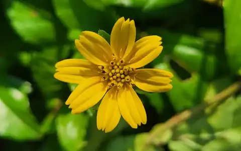 Blume: gül