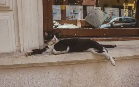 faul: tənbəl
