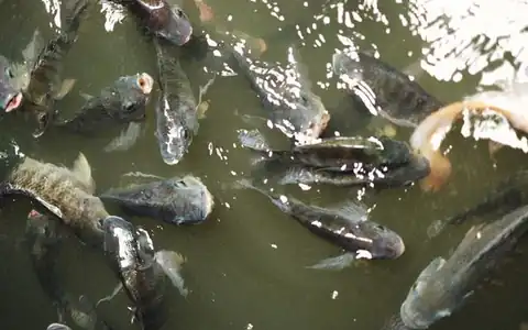 Fisch: balıq