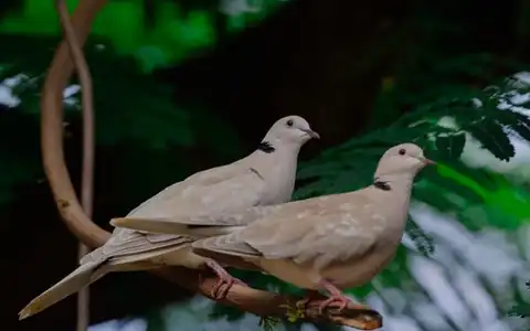 Frieden: sülh