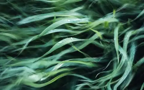 Gras: ot