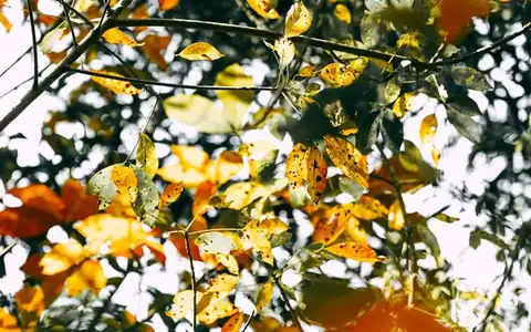 Herbst: payız