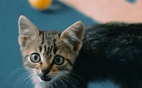 Katze: pişik