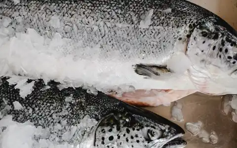 Lachs: qızılbalıq