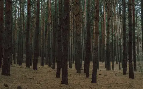 Natur: təbiət