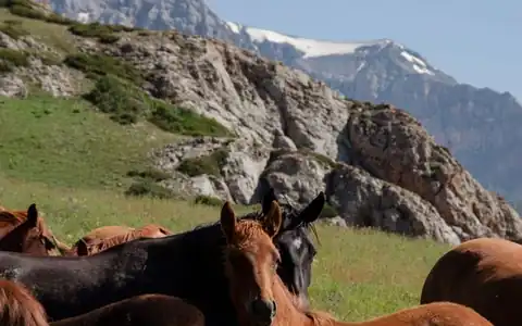 Pferd: at