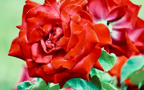 Rose: qızılgül