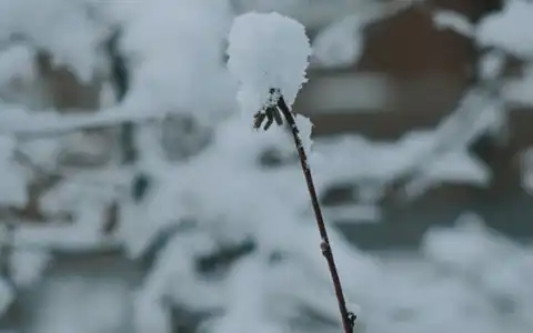 Schnee: qar