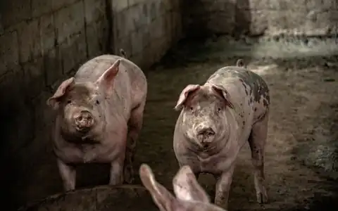 Schwein: donuz