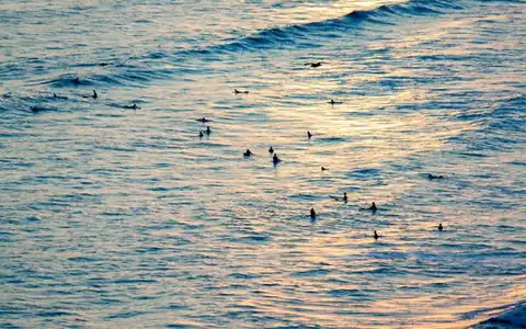 surfen: sörf etmək
