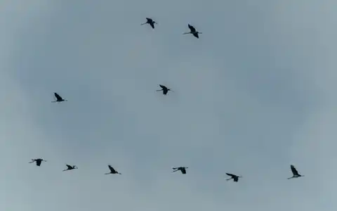 Vogel: quş