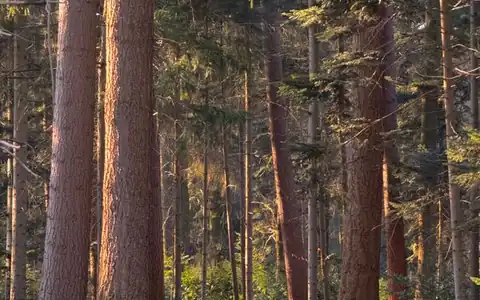 Wald: meşə